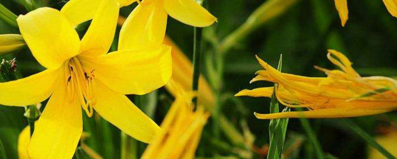黄花能吃吗 新鲜黄花能吃吗