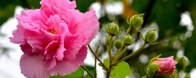 芙蓉叶子用水能生根吗 芙蓉花的根能发芽吗