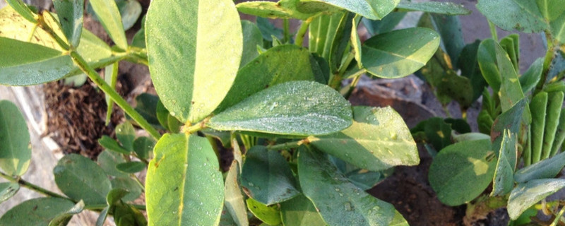 7月份还能种花生吗