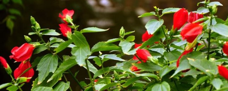 红灯笼花的养殖方法和注意事项 红灯笼花的养殖方法和注意事项现在可以种植吗