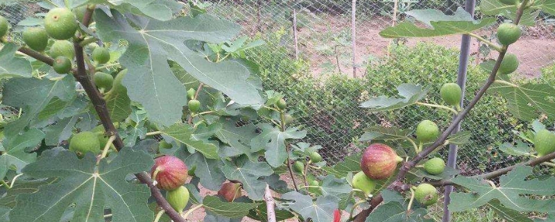 无花果秋季修剪方法 无花果秋季怎么修剪