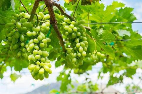 葡萄属于哪种藤本植物