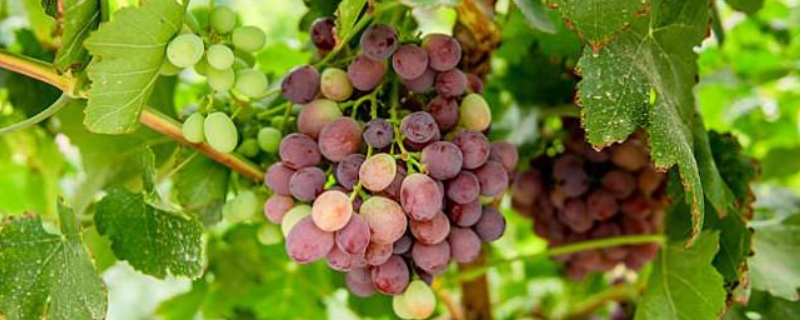 葡萄属于哪种藤本植物（葡萄属于哪种藤本植物方式）