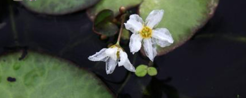 水皮莲和金银莲花的区别 金银莲花和一叶莲的区别