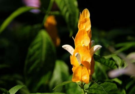 金苞花的养殖方法：喜高温高湿环境 金苞花是观花苞片吗