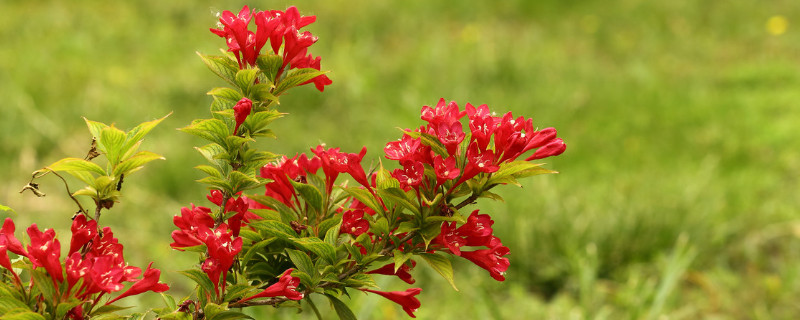 花叶锦带冬天落叶吗 锦带花能过冬吗