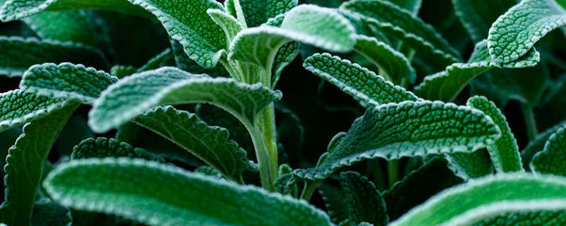 旱生植物叶片的特点 旱生植物叶片的形态特征