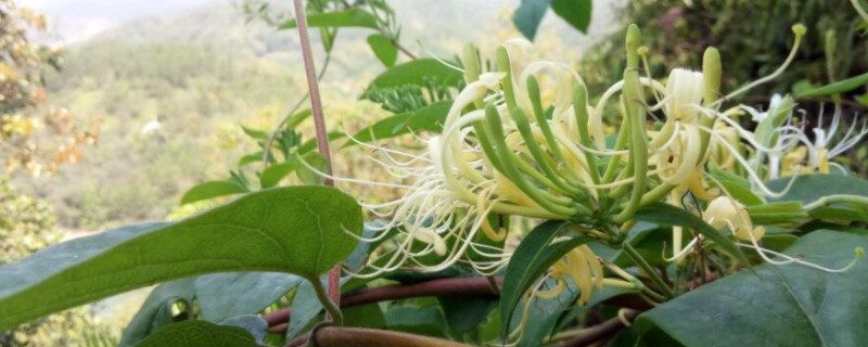 野生金银花与种植金银花的区别（野生金银花和种植的金银花有什么区别）