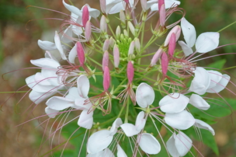 醉蝶花怎么发芽