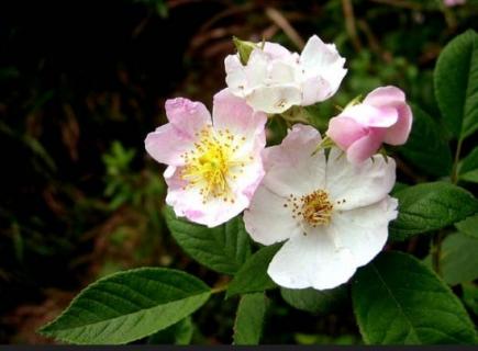 怎样使刺梨花多果大 什么是刺梨花