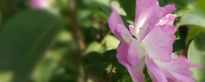 七姊妹花花语（七姐妹花的花语是什么）