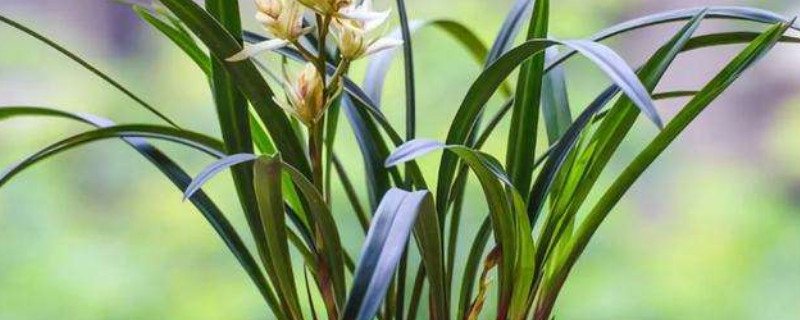 兰花消苞是什么原因 兰花为什么消花苞