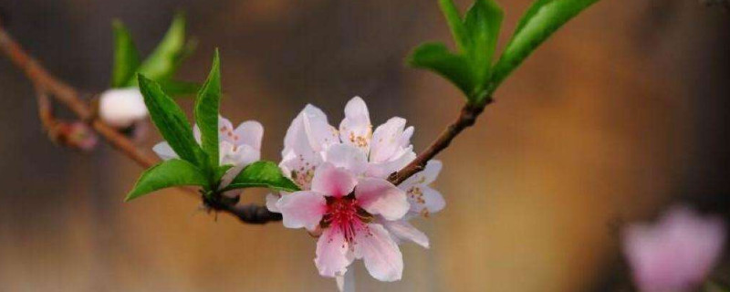 桃花象征着什么品格 桃花的品质和象征意义