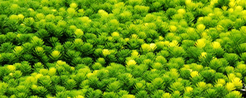 金鱼藻属于沉水植物吗 金鱼藻是淡水植物吗