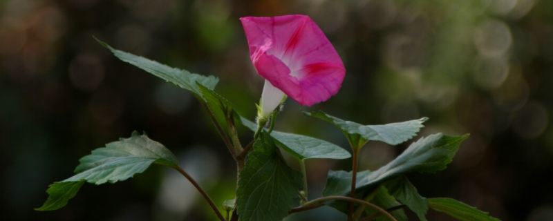 牵牛花花语什么意思（牵牛花的花语的意思是什么）