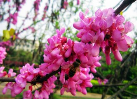 紫荆花期：花期3～4月（月经一直不干净是什么原因引起的）