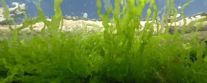 金鱼藻是什么植物裸子还是被子（金鱼藻是藻类植物还是被子植物?）