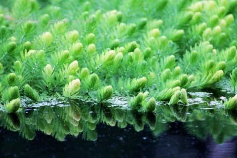 金鱼藻的特点：生命力旺盛，耐高温 金鱼藻的介绍