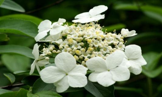 琼花怎么浇水，详解琼花浇水方法 琼花修剪方法