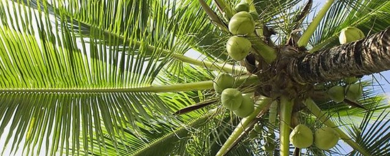 椰子是裸子植物还是被子植物（椰子属于裸子植物还是被子植物）