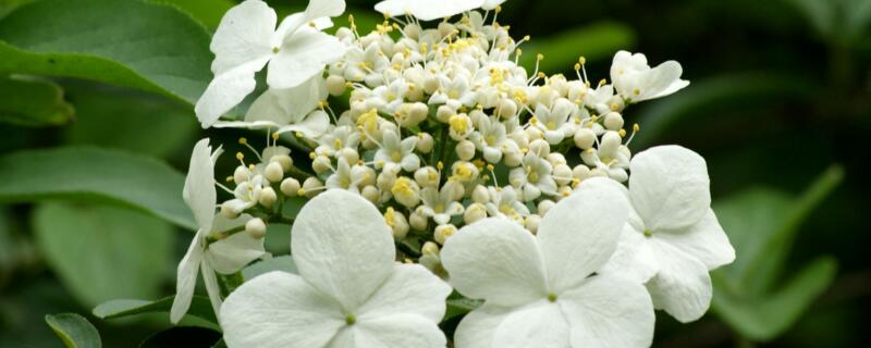 琼花什么时候开花（琼花何时开花）