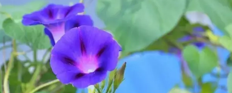 夕颜花与牵牛花的区别 牵牛花是夕颜吗