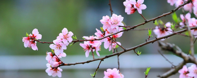 桃花适合在什么地方生长（桃花在什么环境下生长）