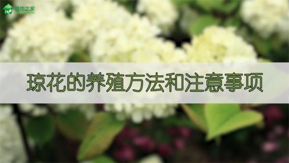 琼花的养殖方法和注意事项 琼花的种植方法