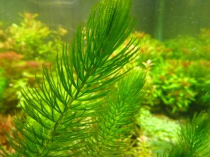金鱼藻怎么养：掌握五种养殖要点（金鱼藻怎么养:掌握五种养殖要点）