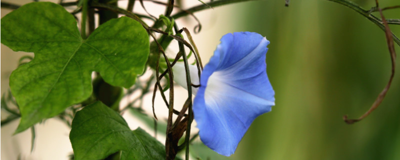 牵牛花有哪些特点（牵牛花有哪些特点一年级）