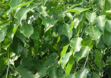 垂叶榕种植：盛夏需遮荫（垂叶榕的养殖方法和注意事项）
