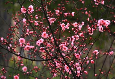 榆叶梅的花语及作用，花语欣欣向荣/榆叶梅种仁能入药