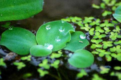 浮萍可以种在水下吗