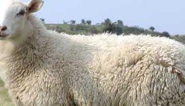 小尾寒羊-小尾寒羊养殖技术介绍 小尾寒羊怎么饲养管理