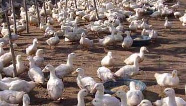 肉鸭高密度的旱地养殖技术（肉食鸭的养殖技术）