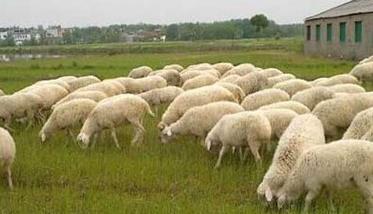 农村养羊怎么样 怎么样养羊可以发家致富