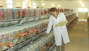 搞好规模养鸡场免疫工作的几个要点 养鸡场免疫程序