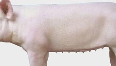 母猪饲养管理必须关注的几个问题 母猪饲养与管理
