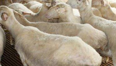 冬季怀孕母羊的饲养管理技术要点 冬天母羊产后注意哪些