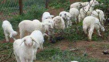 山羊冬季如何饲养管理 山羊的饲养管理