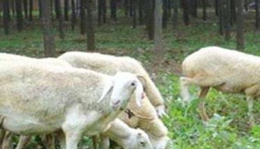 绵羊的饲养管理上的一般技术措施 绵羊的养殖技术与管理流程