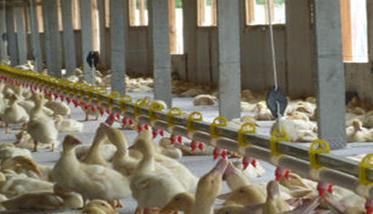 养殖肉鸭的给药方式 养殖肉鸭的给药方式有哪些
