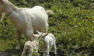 影响山羊繁殖力的主要因素有哪些 山羊对环境的影响