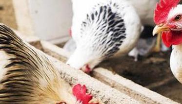 鸡大肠杆菌的治疗 鸡大肠杆菌的治疗最佳方法