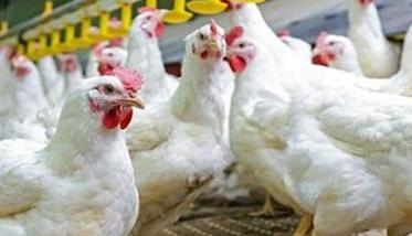 鸡传染性喉气管炎症状有哪些 鸡的传染性喉气管炎用什么药