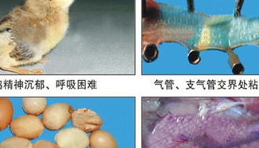 鸡传染性支气管炎症状表现有哪些（鸡有传染性支气管炎吃什么药）