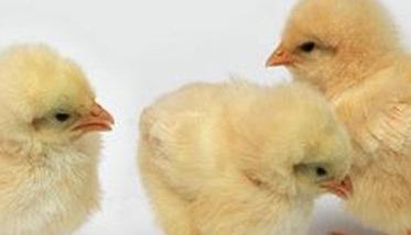 如何掌握蛋鸡苗育雏技术（蛋鸡雏鸡的饲养管理技术）