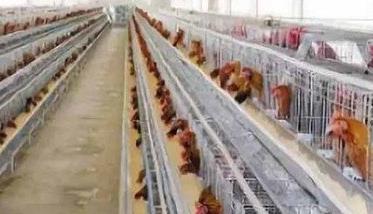 养鸡场鸡舍卫生环境有哪些要求（养鸡场鸡舍卫生环境有哪些要求呢）