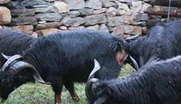 黑山羊种公羊如何饲喂和管理（黑山羊可以喂什么饲料）