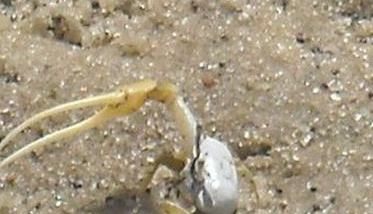 螃蟹如何掘穴，螃蟹掘洞穴居的习性（螃蟹洞怎么挖）